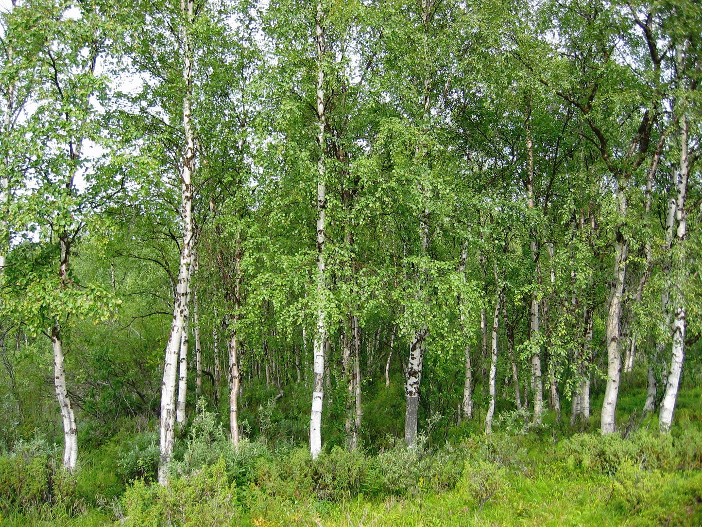Silver Birch (Betula pendula)