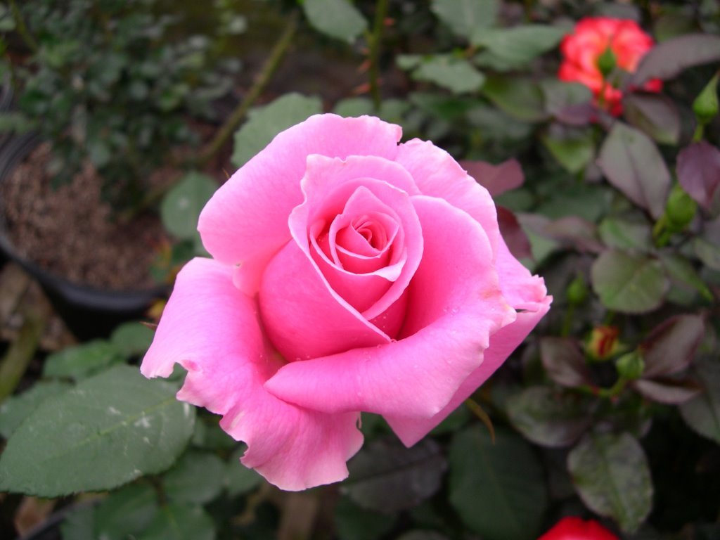 Rose 'Bewitched' (Rosa) - Ladybird Nursery