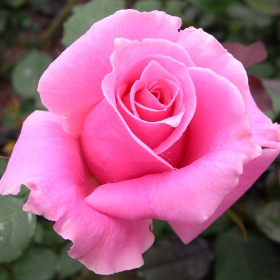 Rose 'Bewitched' (Rosa) - Ladybird Nursery