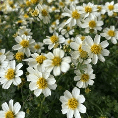 Bidens 'White Spell' - Ladybird Nursery