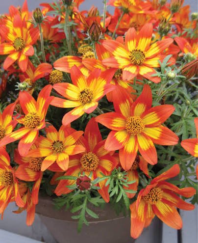 Bidens 'Blazing Embers' - Ladybird Nursery