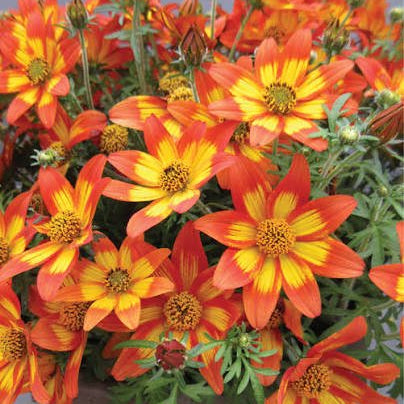 Bidens 'Blazing Embers' - Ladybird Nursery