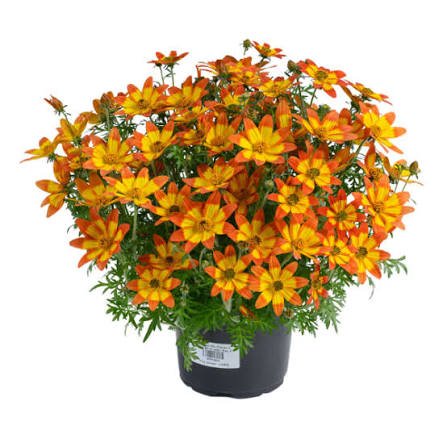 Bidens 'Blazing Embers' - Ladybird Nursery