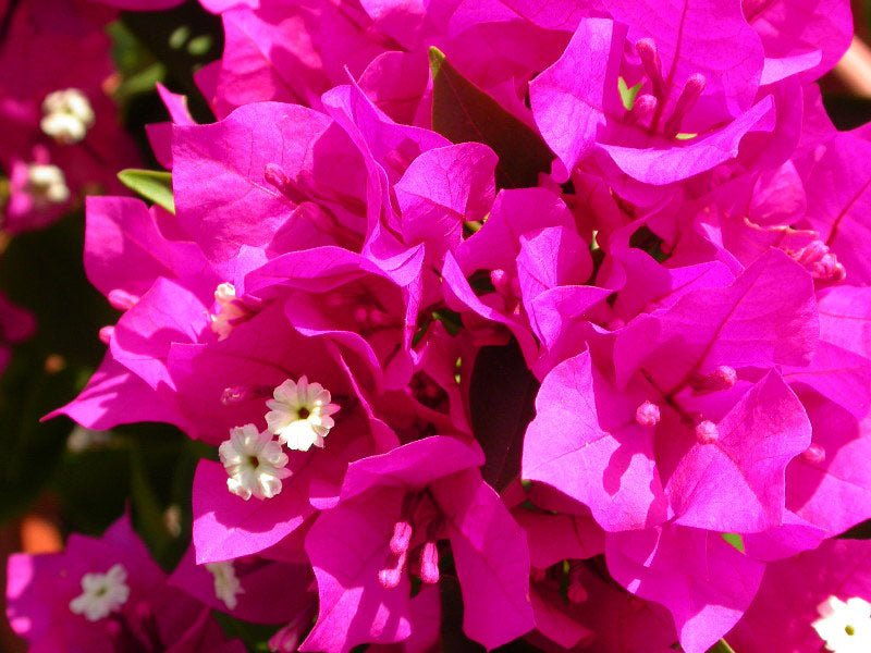 Bougainvillea Miami Pink (Bougainvillea glabra) - Ladybird Nursery