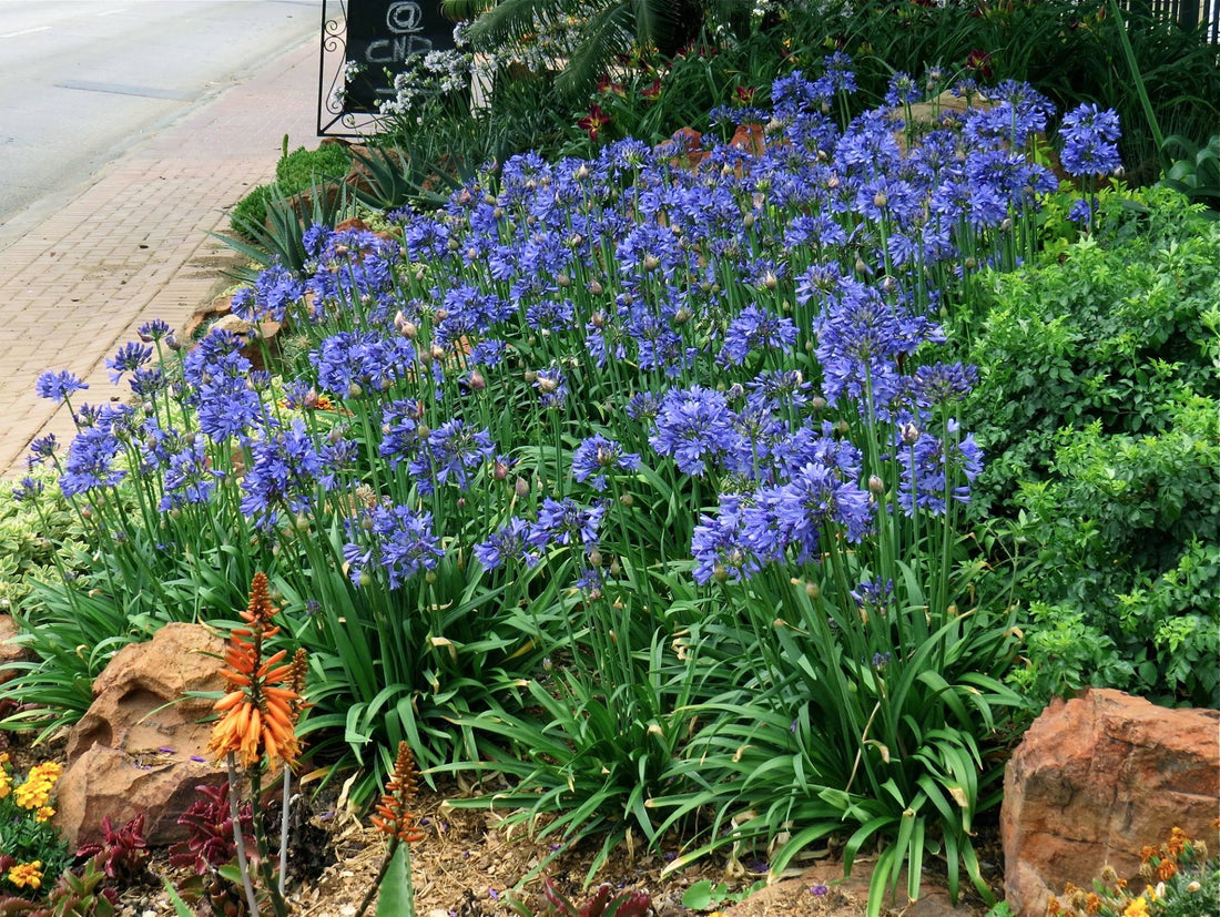 Agapanthus hybrid BINGO BLUE™ Tissue culture - Ladybird Nursery