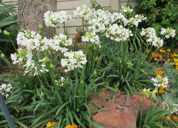 Agapanthus hybrid BINGO WHITE™ - Ladybird Nursery