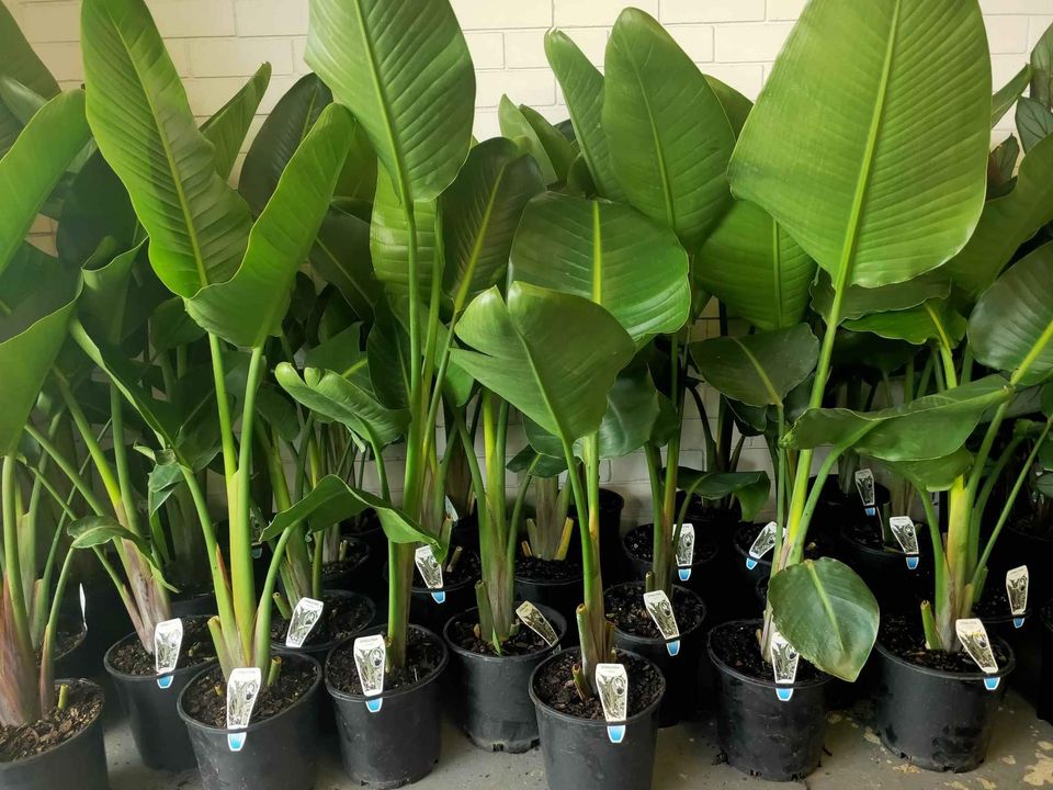 Bird of Paradise (Strelitzia nicolai) - Medium