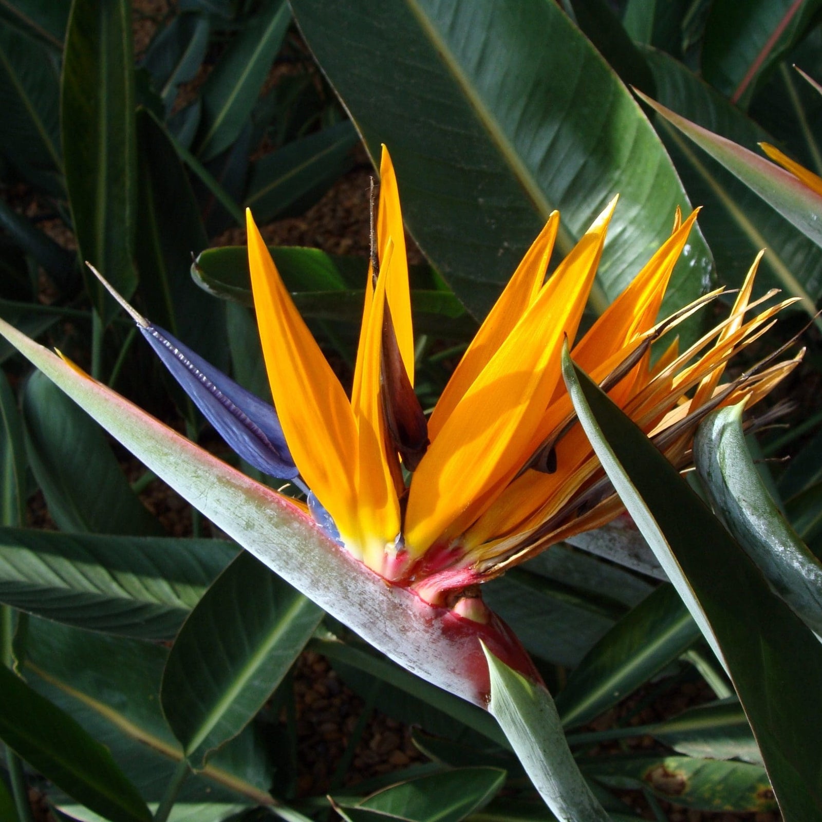Bird of Paradise (Strelitzia reginae) - Ladybird Nursery