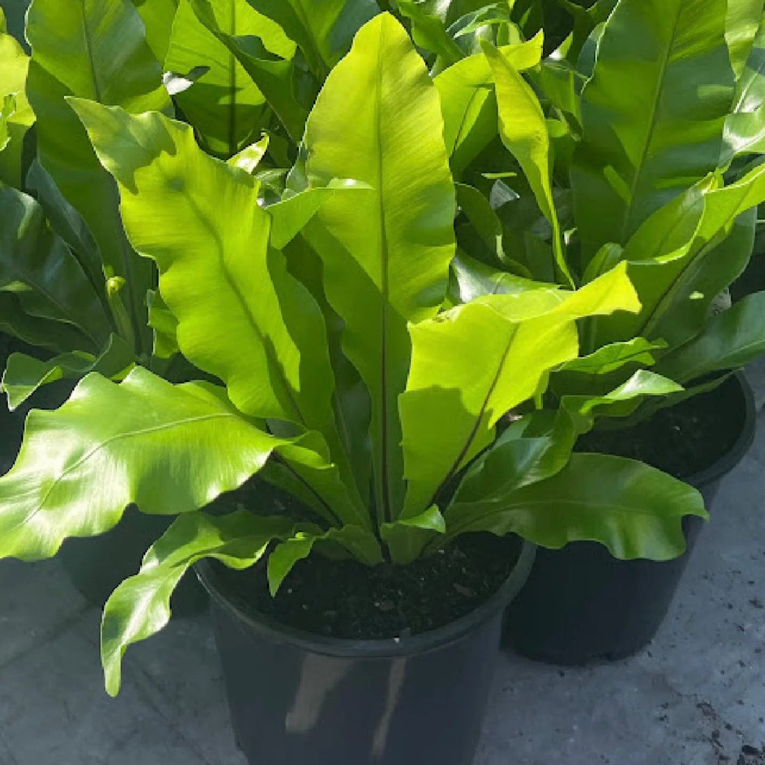 Bird's Nest Fern (Asplenium australasicum) - Large