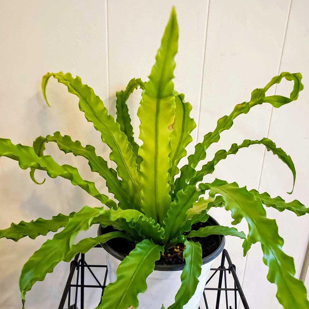 Victoria Bird's Nest Fern (Asplenium Victoria)