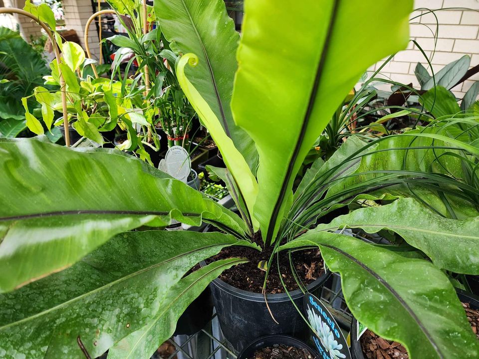 Birds Nest Fern 200mm - Ladybird Nursery