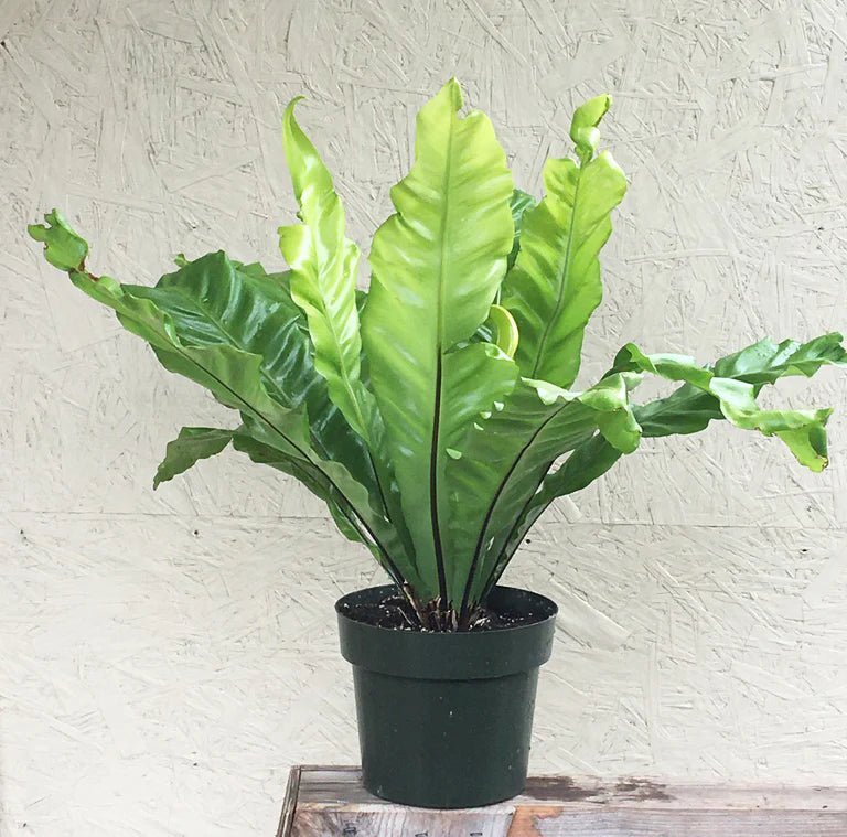 birds nest fern for sale brisbane Bird's Nest Fern Plant – Buy Now! – Ladybird Nursery