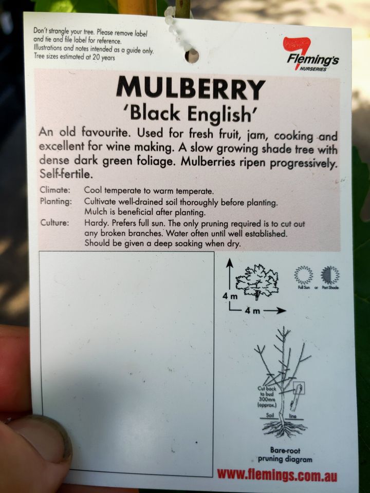 Black English Mulberry - Ladybird Nursery