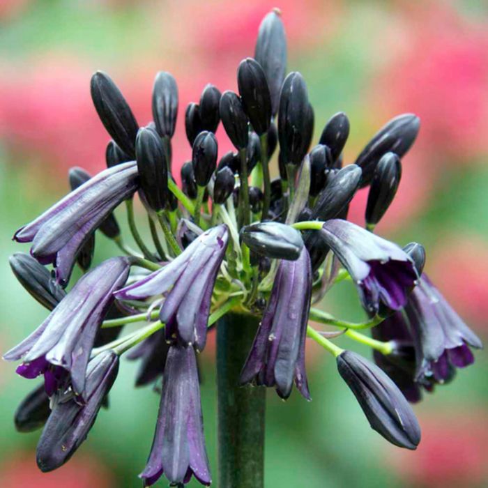 Black Magic Agapanthus - Ladybird Nursery