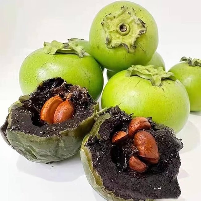 Black Sapote Tahiti (grafted) PICKUP ONLY - Ladybird Nursery