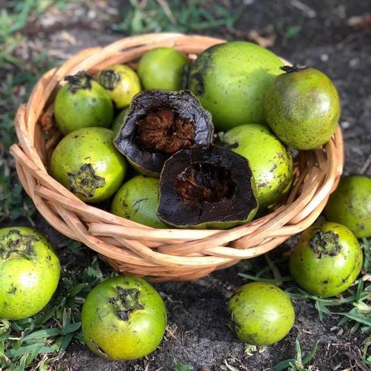 Black Sapote (Chocolate Pudding) - Large - Ladybird Nursery