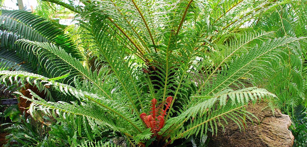 Volcano Tree Fern (Blechnum brasiliense) - Ladybird Nursery