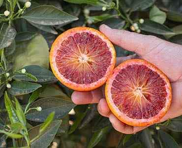 Dwarf Blood Orange Tree (QLD Only) - Ladybird Nursery
