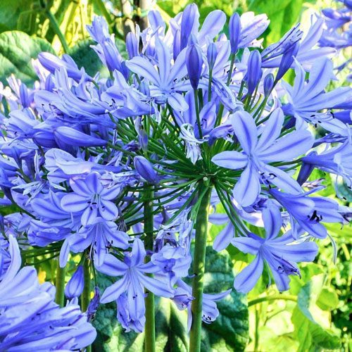 Agapanthus Blue - Ladybird Nursery