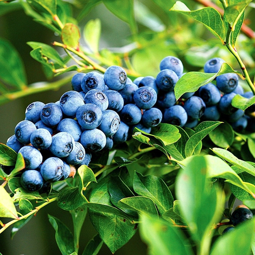 Blueberry 'Sunshine Blue' - Ladybird Nursery