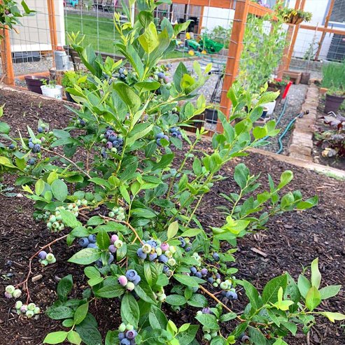 Blueberry BSA - Ladybird Nursery