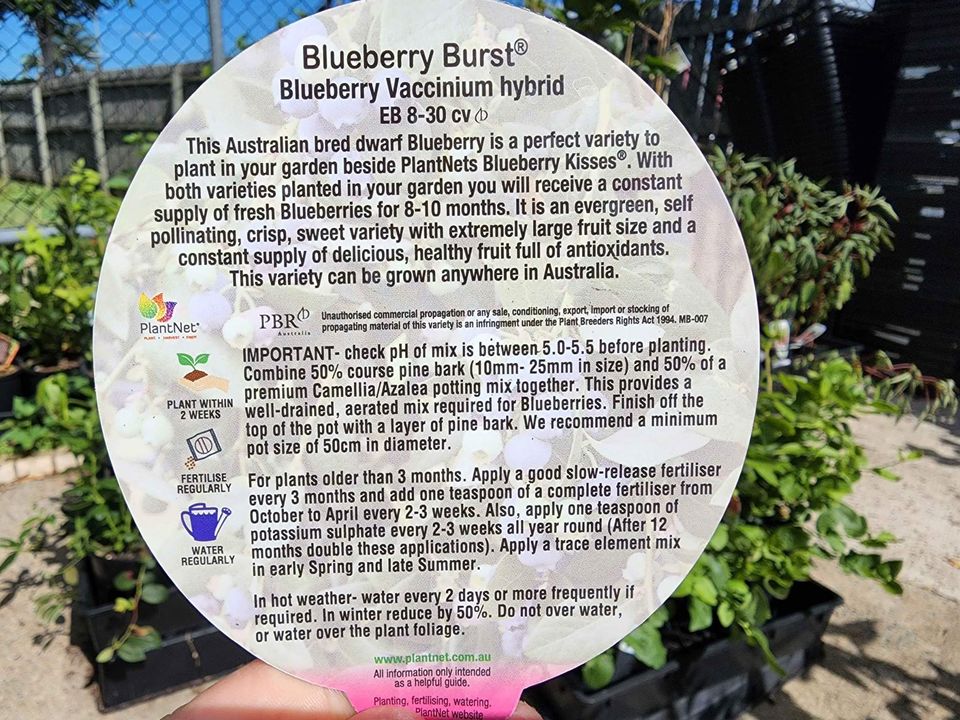 Blueberry Burst - Ladybird Nursery