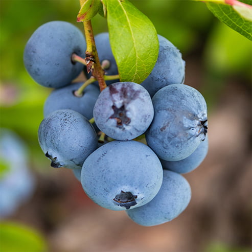 Blueberry Kisses 140mm