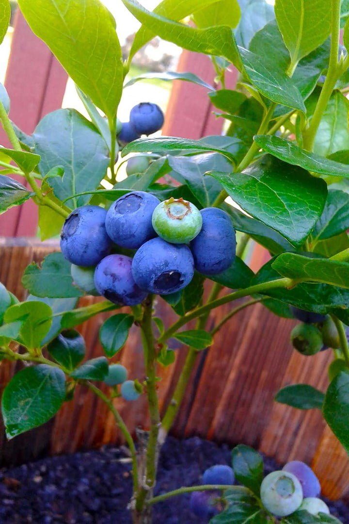 Blueberry Kisses - Ladybird Nursery
