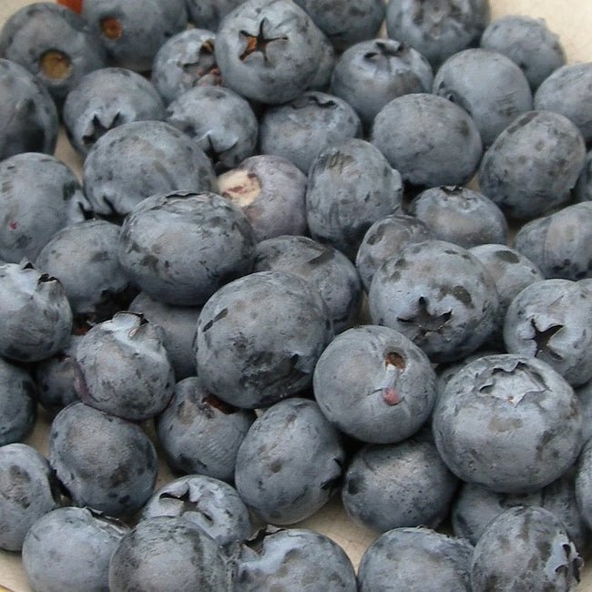 Blueberry Northland - Ladybird Nursery