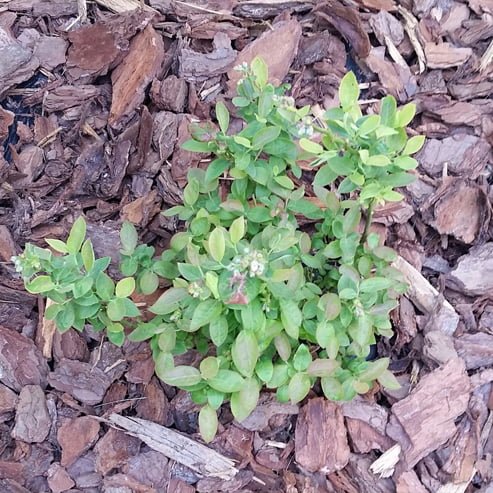 Blueberry Peach Sorbet - Ladybird Nursery