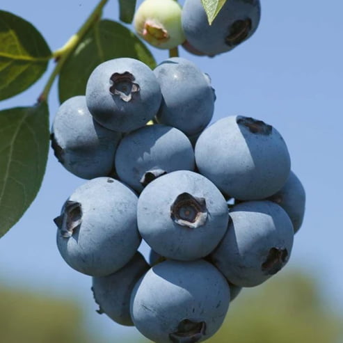 Blueberry Sharpe Blue