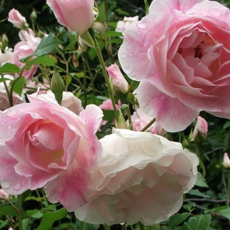 Rose 'Blushing Pink Iceberg' - Ladybird Nursery