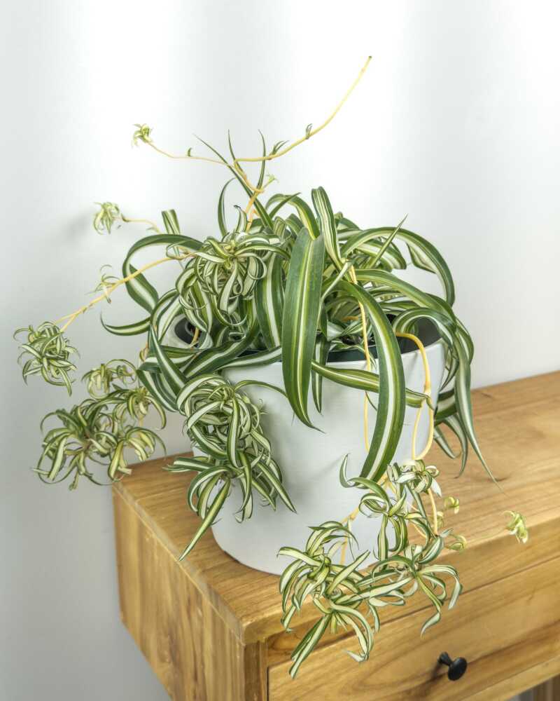 Spider Plant Bonnie (Chlorophytum comosum) - Ladybird Nursery