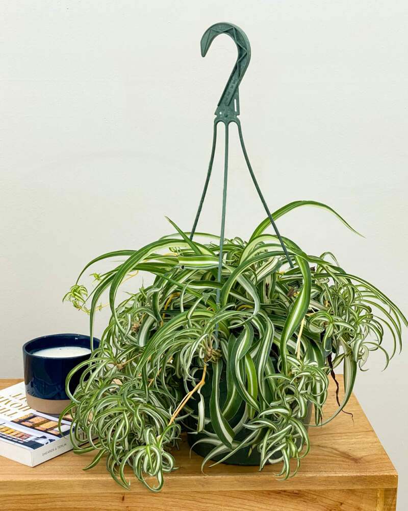 chlorophytum comosum 'bonnie' Spider Plant Bonnie – Buy Now! – Ladybird Nursery