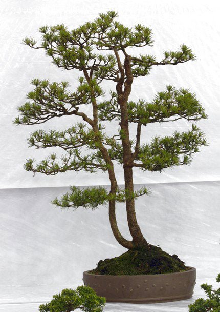 Scots Pine Bonsai Starter (Pinus sylvestris) - Ladybird Nursery