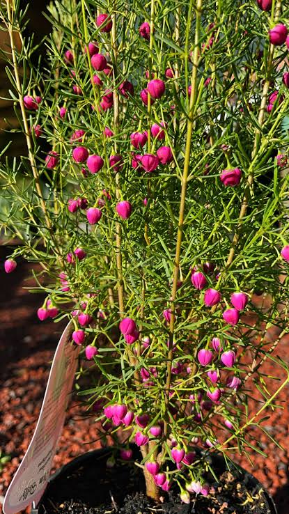 Boronia 'Plum Bells' - Ladybird Nursery