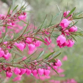 Boronia ‘Show Off' (Boronia pinnata) - Ladybird Nursery