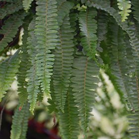 Boston Fern (Nephrolepis exaltata) Hanging Basket - Ladybird Nursery