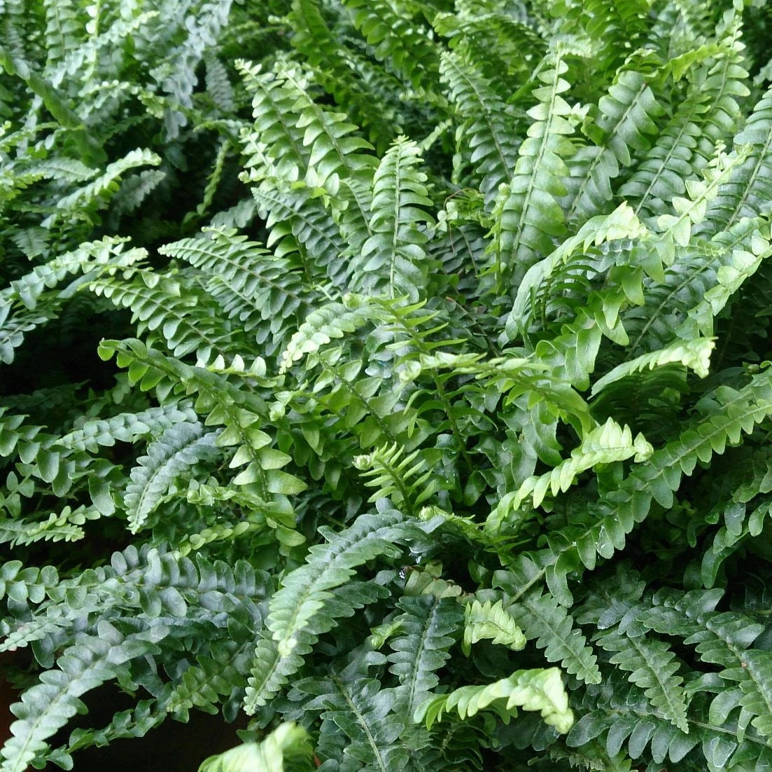 Boston Fern (Nephrolepis exaltata)