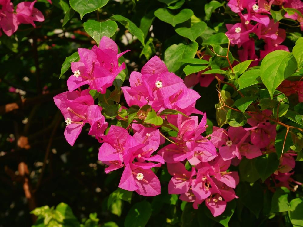 Zuki Bougainvillea (Bougainvillea Bambino™) - Medium - Ladybird Nursery