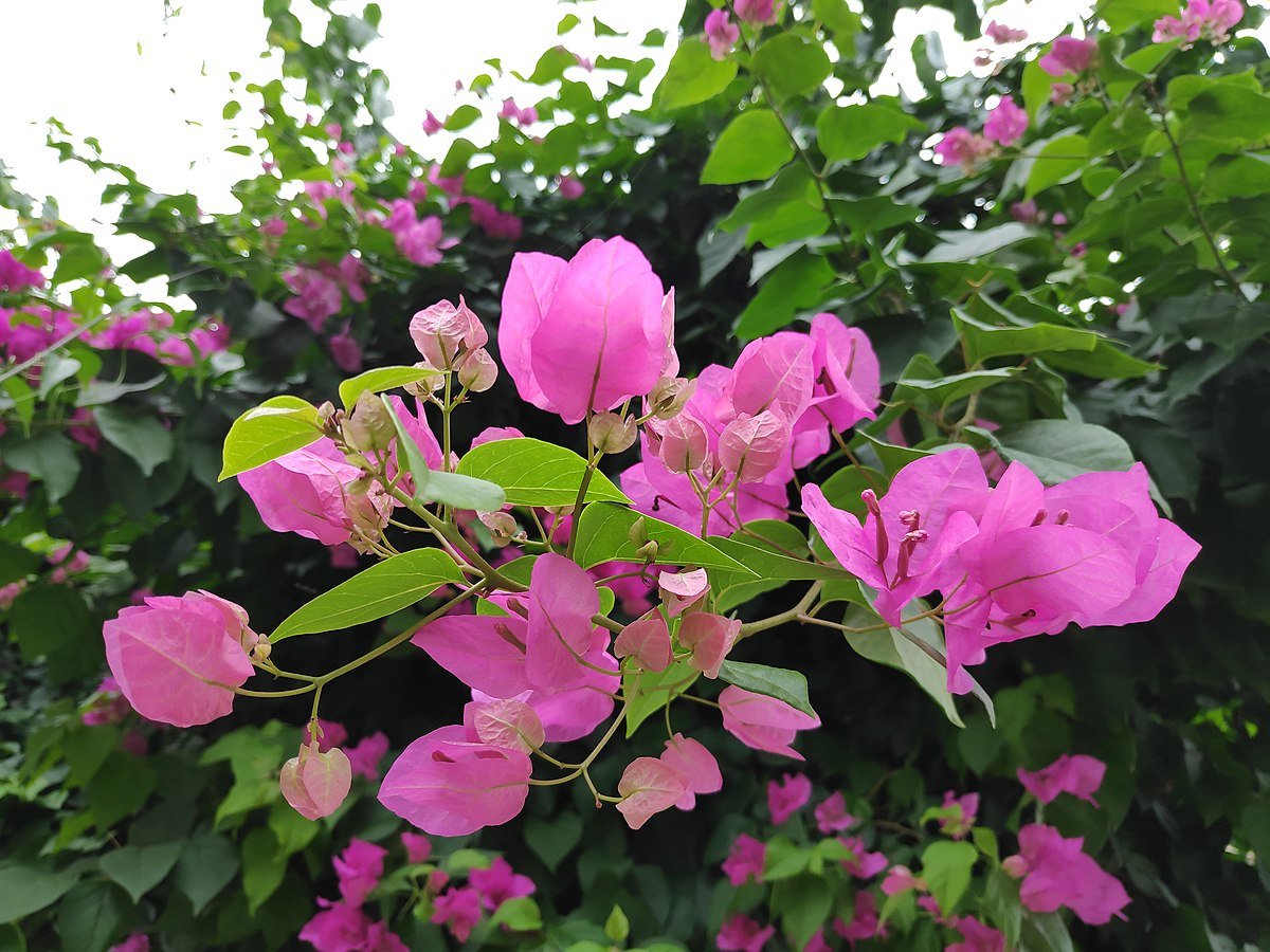Bougainvillea Lolita (Bougainvillea glabra) - Ladybird Nursery