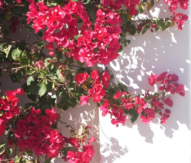 Bougainvillea 'Mahatma Ghandi' (Bougainvillea glabra) - Medium