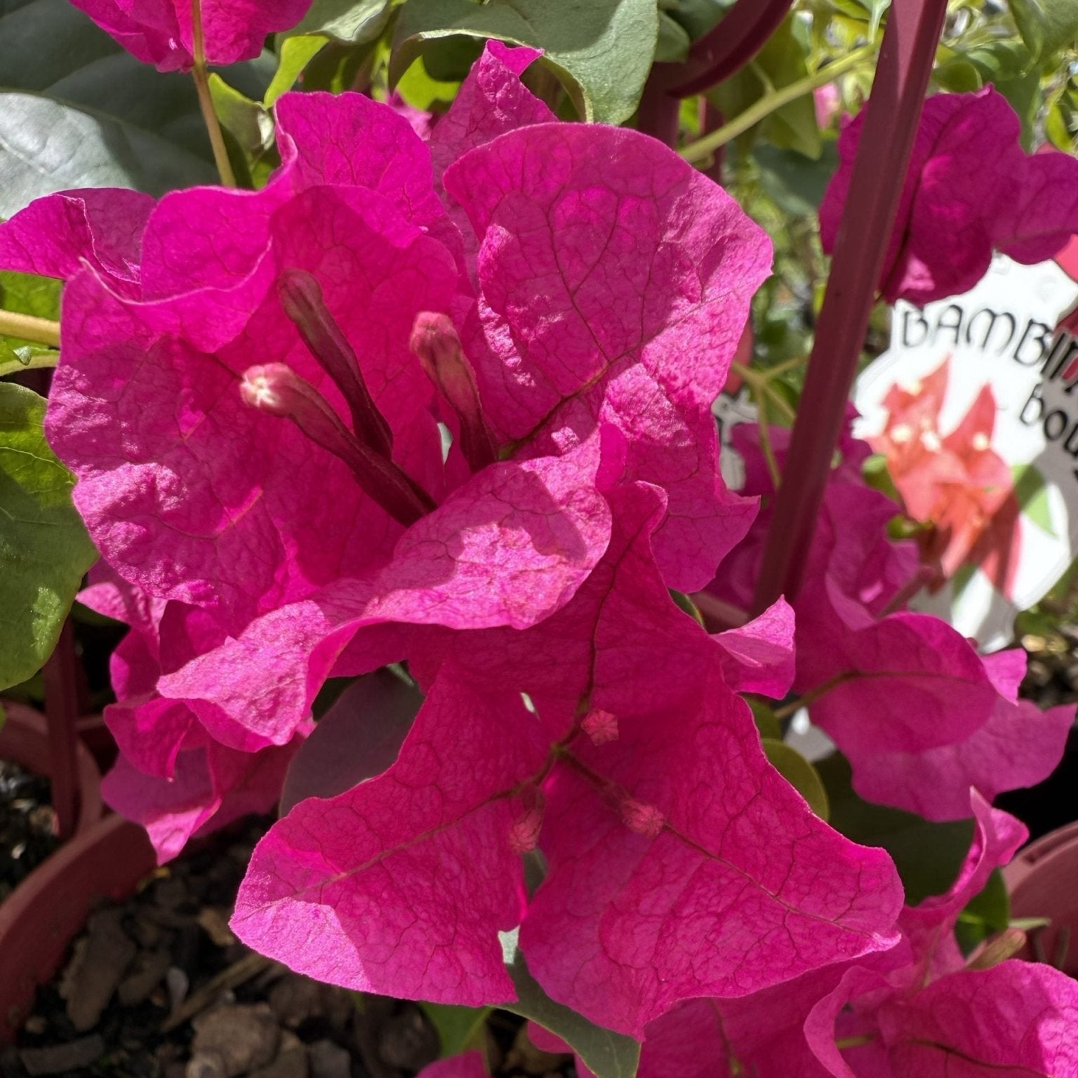 Bougainvillea 'Maudi' (Bougainvillea Bambino™) - Ladybird Nursery