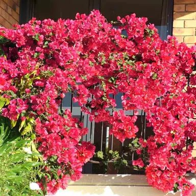 Bougainvillea 'Red Zed' (Bougainvillea glabra) - Medium - Ladybird Nursery