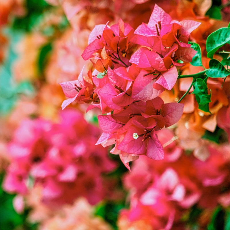 Bougainvillea ‘Sunrise' (Bougainvillea Bambino™) - Ladybird Nursery