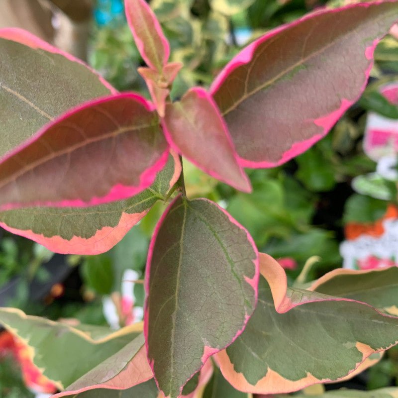 Bougainvillea 'Zuki' (Bougainvillea Bambino™) - Large - Ladybird Nursery