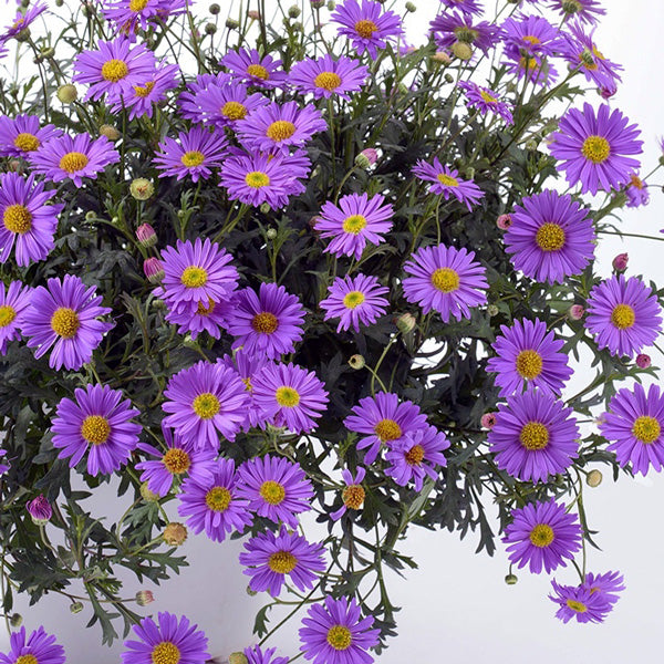 Swan River Daisy 'Fresco Purple' (Brachyscome)