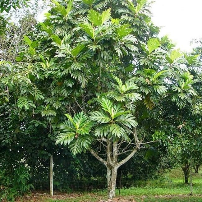 Breadfruit - Ladybird Nursery