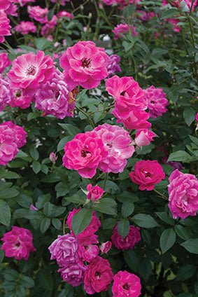 Rose Iceberg (Rosa) - Ladybird Nursery