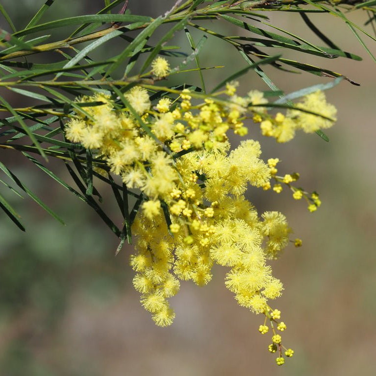 Brisbane Golden Wattle (Acacia fimbriata) - Ladybird Nursery